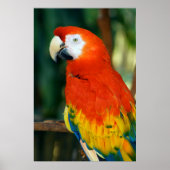 Scarlet Macaw Poster (Voorkant)