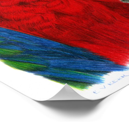 Scarlet Macaw Poster (Hoek)