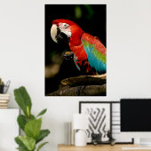 Scarlet Macaw Poster (Thuiskantoor)