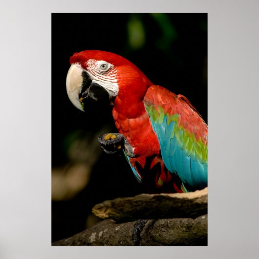Scarlet Macaw Poster (Voorkant)