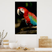Scarlet Macaw Poster (Keuken)