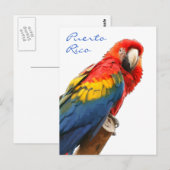 Scarlet Macaw Puerto Rico Briefkaart (Voorkant / Achterkant)