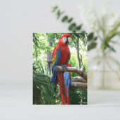 Scarlet macaw, rode ara fotografie briefkaart (Staand voorkant)