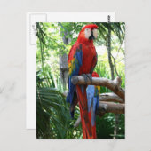 Scarlet macaw, rode ara fotografie briefkaart (Voorkant / Achterkant)