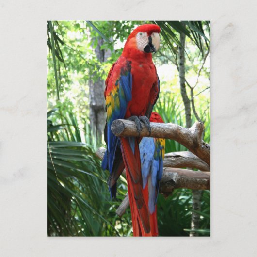 Scarlet macaw, rode ara fotografie briefkaart (Voorkant)