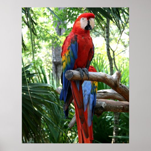 Scarlet macaw, rode ara fotografie poster (Voorkant)