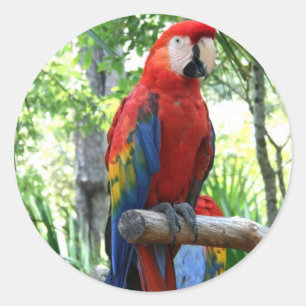 Scarlet macaw, rode ara fotografie ronde sticker