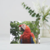 Scarlet Macaw Rojo Briefkaart (Staand voorkant)