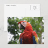 Scarlet Macaw Rojo Briefkaart (Voorkant / Achterkant)