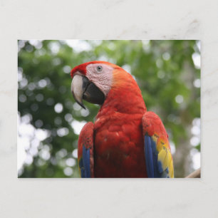Scarlet Macaw Rojo Briefkaart