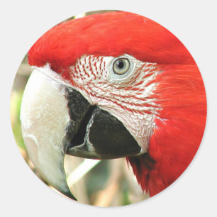 Scarlet Macaw Ronde Sticker