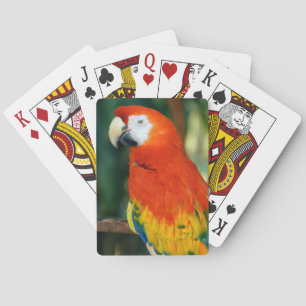 Scarlet Macaw Speelkaarten