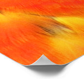 Scarlet Macaw Square Print (Hoek)