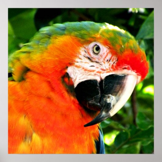 Scarlet Macaw Square Print (Voorkant)