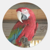 Scarlet Macaw Sticker (Voorkant)