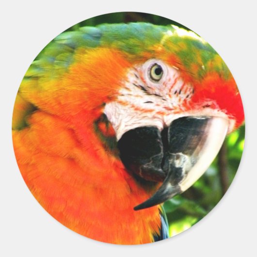 Scarlet Macaw Stickers (Voorkant)