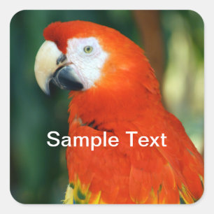 Scarlet Macaw Vierkante Sticker