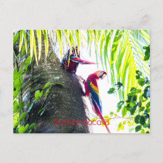 Scarlet Macaws Briefkaart