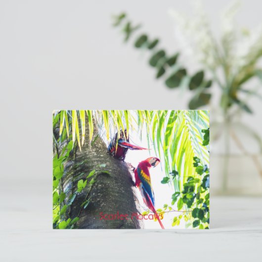 Scarlet Macaws Briefkaart (Staand voorkant)