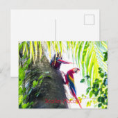 Scarlet Macaws Briefkaart (Voorkant / Achterkant)