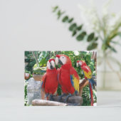 Scarlet Macaws Briefkaart (Staand voorkant)