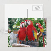 Scarlet Macaws Briefkaart (Voorkant / Achterkant)