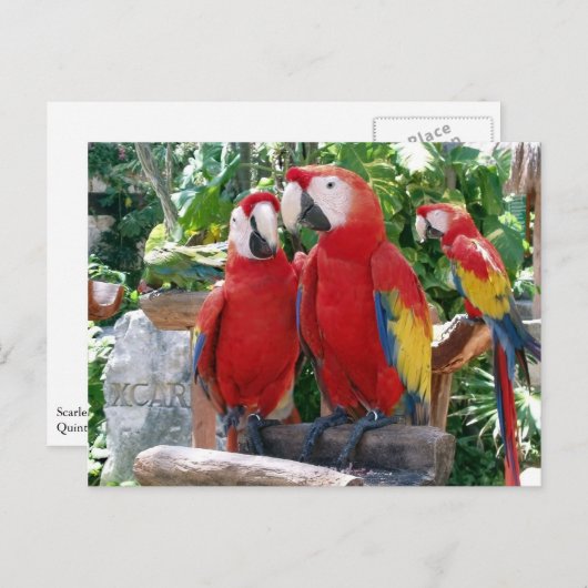 Scarlet Macaws Briefkaart (Voorkant / Achterkant)
