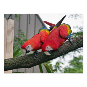 Scarlet Macaws Foto Afdruk