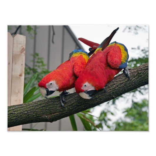 Scarlet Macaws Foto Afdruk (Voorkant)