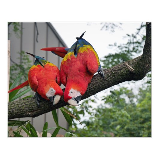 Scarlet Macaws II Foto Afdruk (Voorkant)