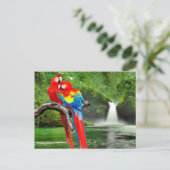 Scarlet macaws in het regenwoud briefkaart (Staand voorkant)
