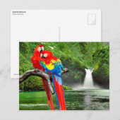 Scarlet macaws in het regenwoud briefkaart (Voorkant / Achterkant)