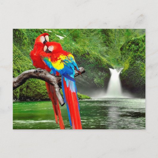 Scarlet macaws in het regenwoud briefkaart (Voorkant)