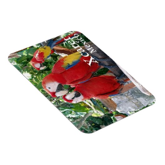Scarlet Macaws Magnet Magneet (Rechterzijde)