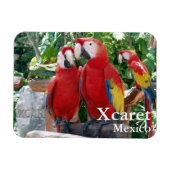 Scarlet Macaws Magnet Magneet (Horizontaal)