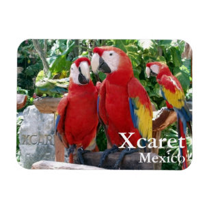 Scarlet Macaws Magnet Magneet