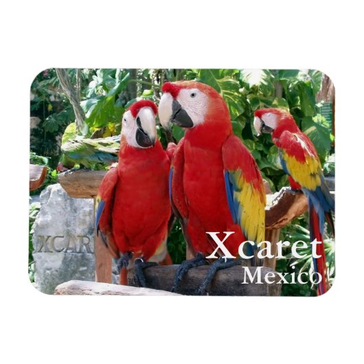 Scarlet Macaws Magnet Magneet (Horizontaal)