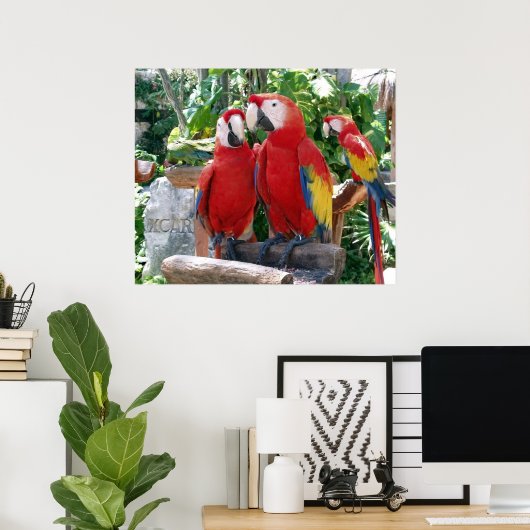 Scarlet Macaws Poster (Thuiskantoor)
