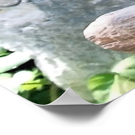 Scarlet Macaws Poster (Hoek)