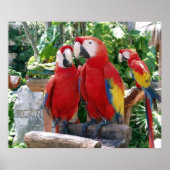 Scarlet Macaws Poster (Voorkant)