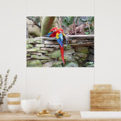 Scarlet Macaws Poster (Keuken)