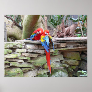 Scarlet Macaws Poster