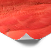 Scarlet Mackaw Foto Poster (Hoek)