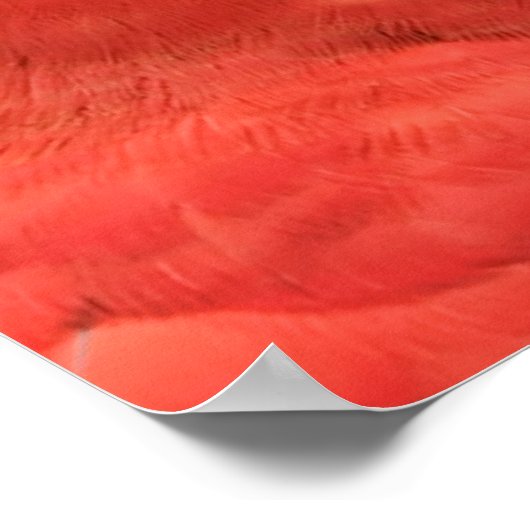 Scarlet Mackaw Foto Poster (Hoek)