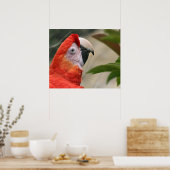 Scarlet Mackaw Foto Poster (Keuken)