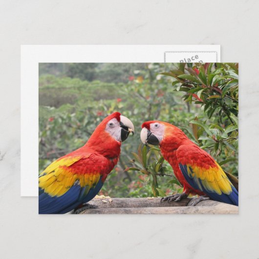 Scarlet Mackaws Briefkaart (Voorkant / Achterkant)