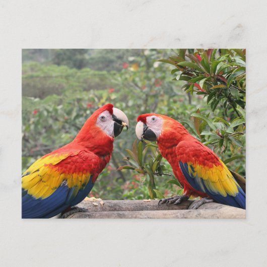 Scarlet Mackaws Briefkaart (Voorkant)