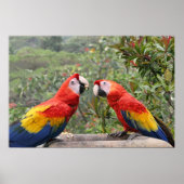 Scarlet Mackaws Poster (Voorkant)