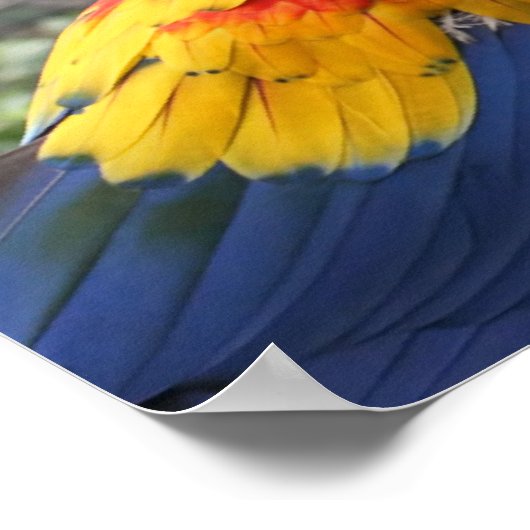 Scarlet Mackaws Poster (Hoek)