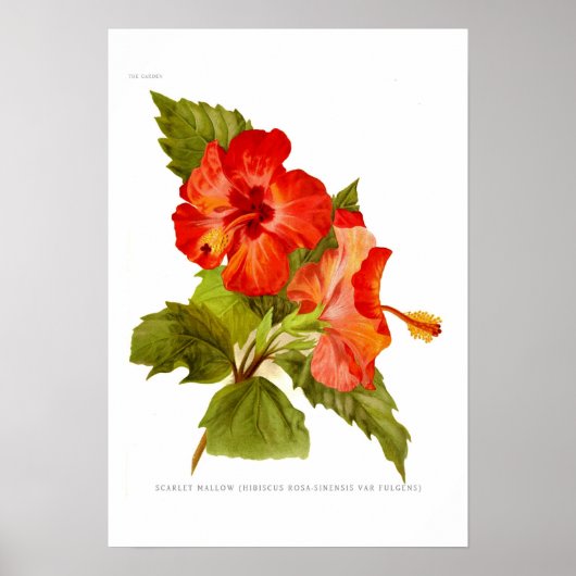 Scarlet Mallow (Hibiscus) Poster (Voorkant)
